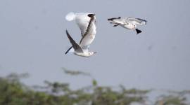 dreams, disillusionment, rebirth, resurrection, Animal Farm, 1984, Dharmapuranam, OV Vijayan, Oscar Wilde, Gabriel Garcia Marquez, Pablo Neruda, Ayn Rand, The Fountainhead, indian express, indian express news