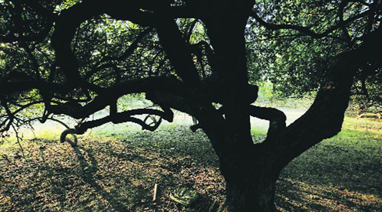 Shalimar Bagh gangrape, Shalimar Bagh gangrape incident, delhi gangrape, delhi rape, delhi news, indian express, indian express news