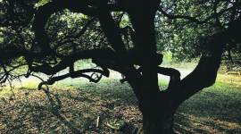 Shalimar Bagh gangrape, Shalimar Bagh gangrape incident, delhi gangrape, delhi rape, delhi news, indian express, indian express news