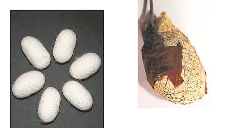 Silk protein kills zika, dengue vector: study