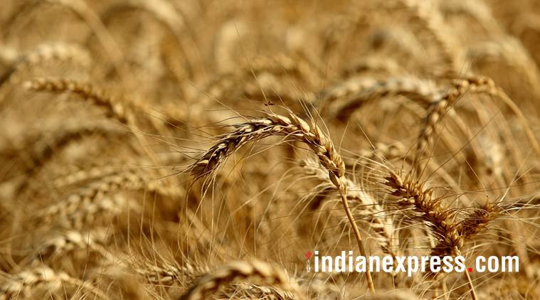 food inflation, farm distress, drought in india, south india drought, west india drought, maharashtra drought, elections 2019, food prices rise