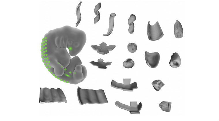 3D shapes mimicking body parts created from live tissue: Study