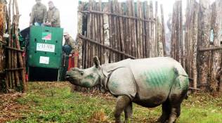 Three rhino calves rescued in 2016 Kaziranga floods shifted to Manas National Park