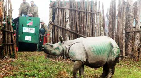 One of the three rhino calves being released to an enclosure in Manas National Park on Saturday where it will be kept under observation till it is considered fit to be sent out to the wild. (Pic: IWAF/WTI)