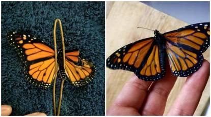 Costume designer MENDS butterfly's BROKEN WINGS to help it fly