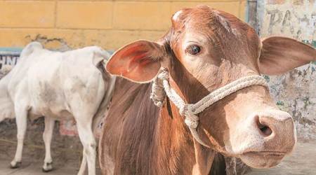 coronavirus, coronavirus lockdown, dairy farmers, lockdown effect on dairy industry, chandigarh news, indian express