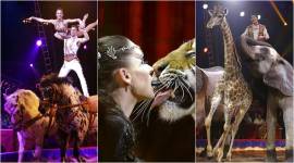 Monte-Carlo International Circus Festival, Monaco circus festival, Monaco circus festival latest photos, Monaco circus festival bizarre stunts, Monaco circus festival animal stunts, circus photos, indian express, indian express news