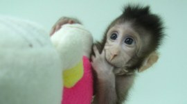 Monkey cloning, scientists clone monkeys, Chinese Academy of Sciences Institute of Neuroscience, long-tailed macaques, Dolly the sheep, Zhong Zhong, Hua Hua, bioscience, DNA, cell nucleus