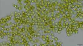 Coral species, algae, King Abdullah University of Science and Technology, coral bleaching, heat stress, ocean temperatures, evolutionary response, symbiosis, mutations, exoskeleton