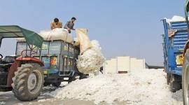 cotton Punjab mandis, Punjab cotton, cotton crops, cotton harvest, Punjab news
