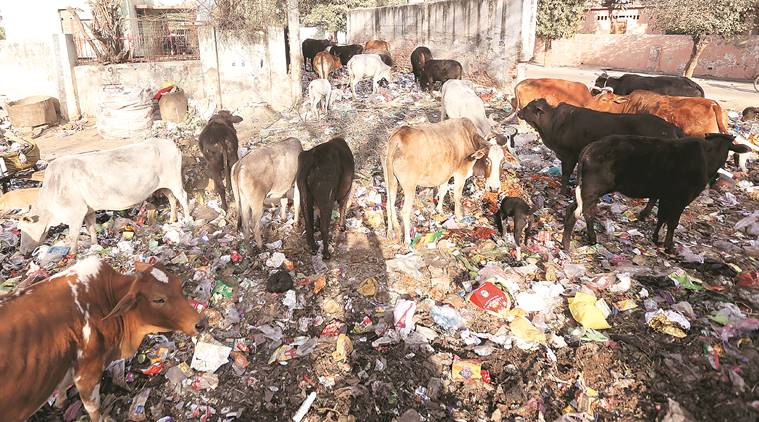 Police suspect the cows ate insecticide