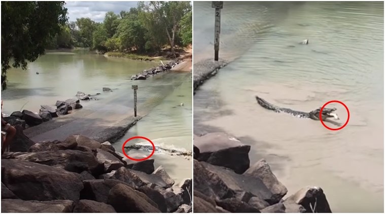 latest crocodile videos, scary crocodile videos, scary crocodile videos trending, crocodile eats fish, crocodile eats fish viral video, crocodile eats fish video goes viral, crocodile eating fish video trending, indian express, indian express news