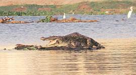 crocodile, powai lake, crocodile habitat, alligator, mumbai central suburb, powai lake wildlife, indian express
