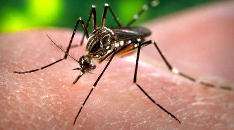 Nearly 2,800 dengue cases in Delhi till Dec 22