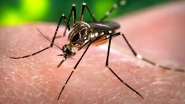 vector borne diseases, dengue cases in Mumbai, H1N1 infection cases in mumbai, mumbai news
