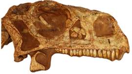 200-year-old dinosaur skull, 3D printed skull, University of the Witwatersrand, 3D printing technology, CT scans, Golden Gate National Park, fossilised eggs,