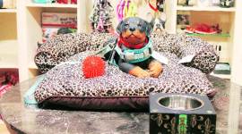 doghotekl It’s a dog’s life