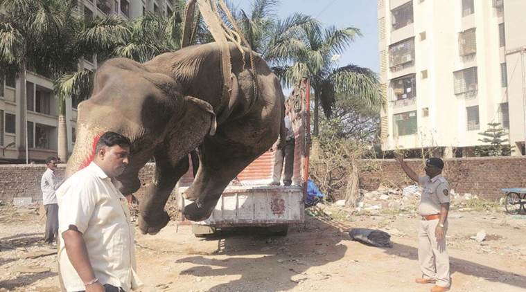Elephant died due to pneumonia and anaemia' | Cities News,The Indian Express