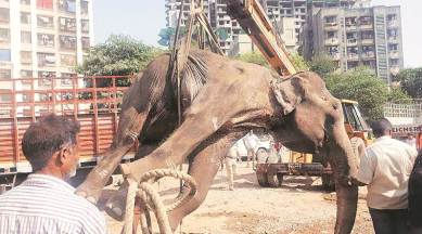 elephant dies in mumbai, elephant laxmi dies in mumbai, maharashtra news, indian express