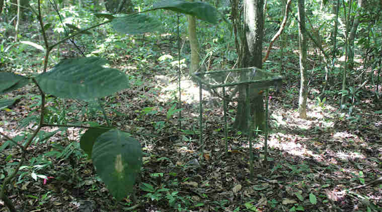 Atmospherci carbon dioxide, flower blooms, Florida State University, troppical forests, Panama Barro Colorado Island, stable climates, ecosystems, plant reporduction, greenhouse gases, ecological shifts
