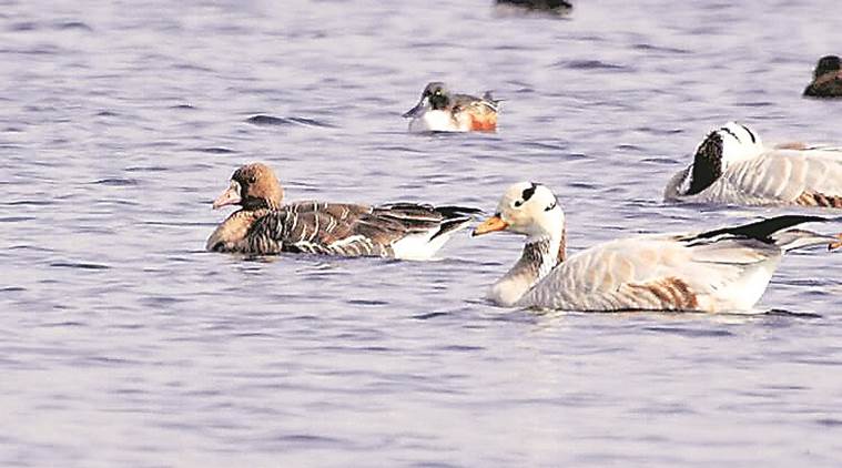 bird watching, migratory birds, mote majra pond mohali, bird watchers, bird photography, punjab news, indian express