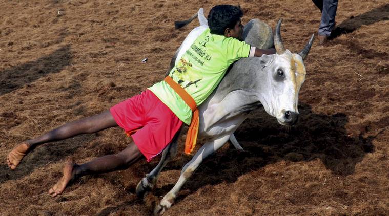 Three killed in bull-taming sports in Tamil Nadu