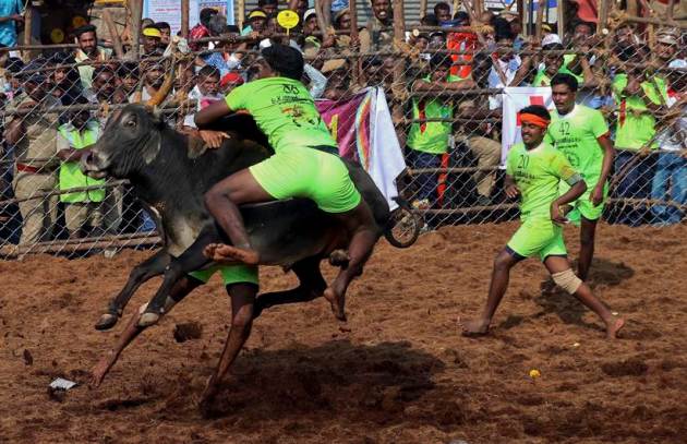 jallikattu photos, jallikattu images, bull tamil festival india, jallikattu bull pics, madurai jalikatu pictures, jallikattu latest photos, madurai jallikattu event images, tamil nadu, indian express