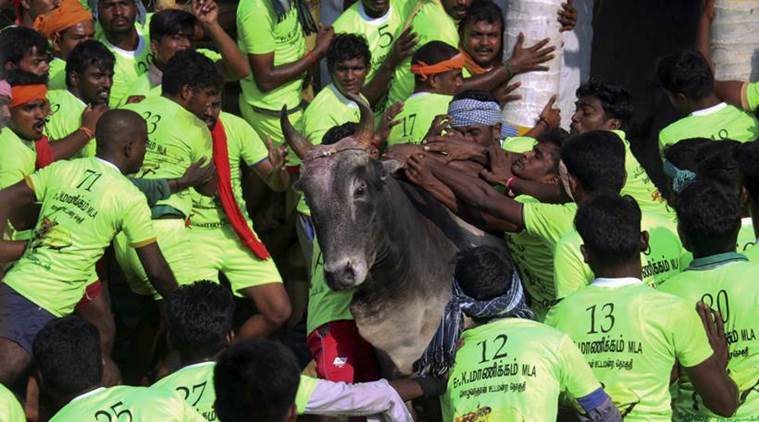 'Jallikattu' held in Coimbatore