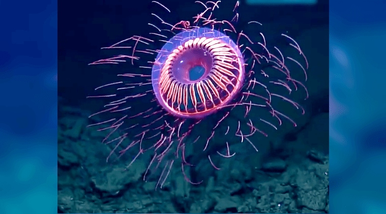 Video: This Jellyfish That Emits Light Like A Floating Firework Will 