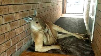 vial post, kangaroo viral picture