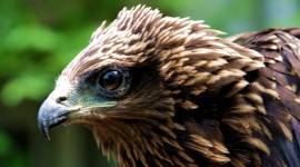 Kite bird_759_Ranjit Lal kite runner, kites, birds, animals, wild life, kites stories, kite habitat, bird watching, indian express, indian express news