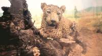 leopard 759 Since 2009, a total of 50 leopard cubs have been rescued and reunited, said senior veterinarian at Wildlife SOS, Dr Ajay Deshmukh. (Representational)