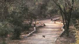 Govindpuri Monkey Park, Monkey Park, Delhi Engineer Stabbed, Delhi 24-year-old stabbed, Govindpuri Monkey Park Stabbed, Delhi Monkey Park Stabbing, Delhi Three Arrested, Delhi Police, Delhi News, Indian Express, Indian Express News