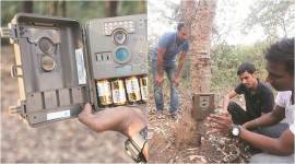 Aarey Milk Colony, Mumbai Aarey Milk Colony, leopards, Aarey Milk Colony leopards, Mumbai News, Latest Mumbai News, Indian Express, Indian Express News