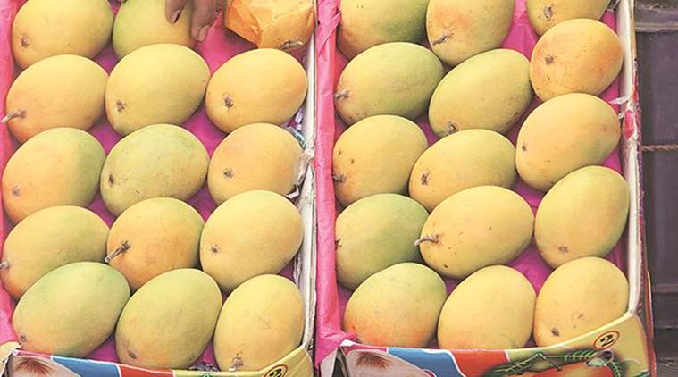 Mangoes, Mango Production, Mango Sales, Maharashtra Mango Market, Maharashtra Mangoes, Mumbai Mango Market, Mumbai Mango Sales, Mumbai News, Latest Mumbai News, Indian Express, Indian Express News
