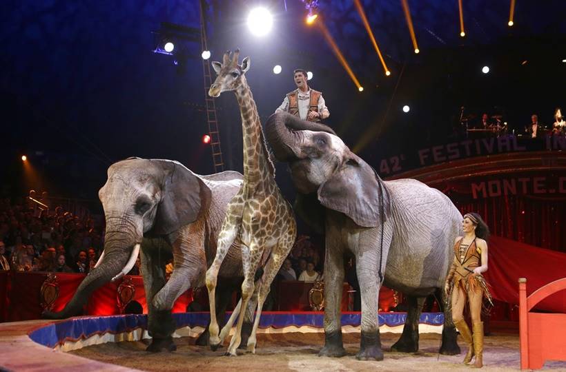 Monte-Carlo International Circus Festival, Monaco circus festival, Monaco circus festival latest photos, Monaco circus festival bizarre stunts, Monaco circus festival animal stunts, circus photos, indian express, indian express news