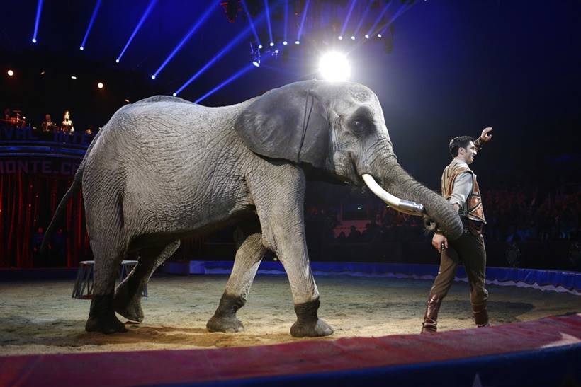 Monte-Carlo International Circus Festival, Monaco circus festival, Monaco circus festival latest photos, Monaco circus festival bizarre stunts, Monaco circus festival animal stunts, circus photos, indian express, indian express news