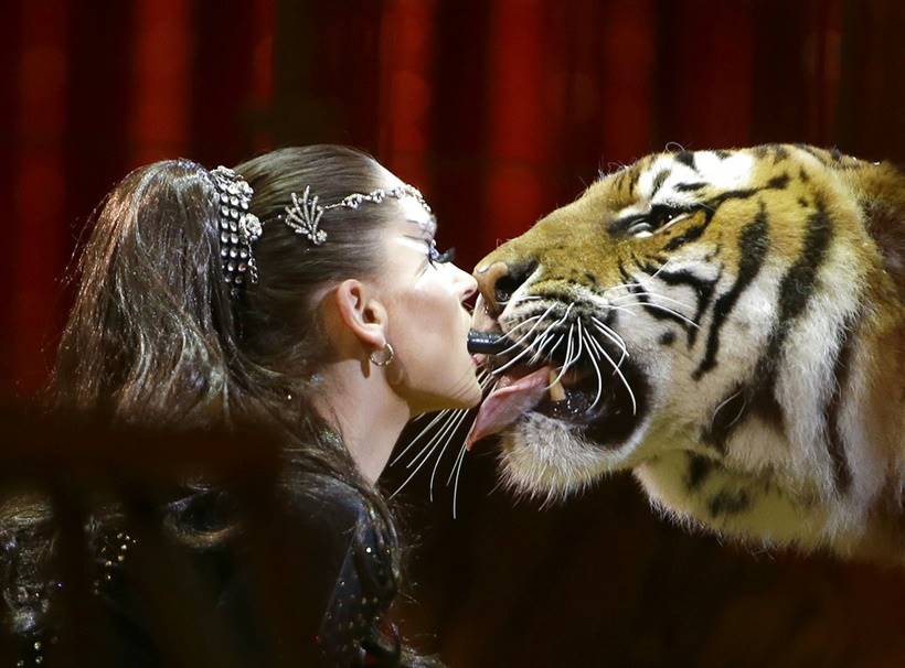 Monte-Carlo International Circus Festival, Monaco circus festival, Monaco circus festival latest photos, Monaco circus festival bizarre stunts, Monaco circus festival animal stunts, circus photos, indian express, indian express news