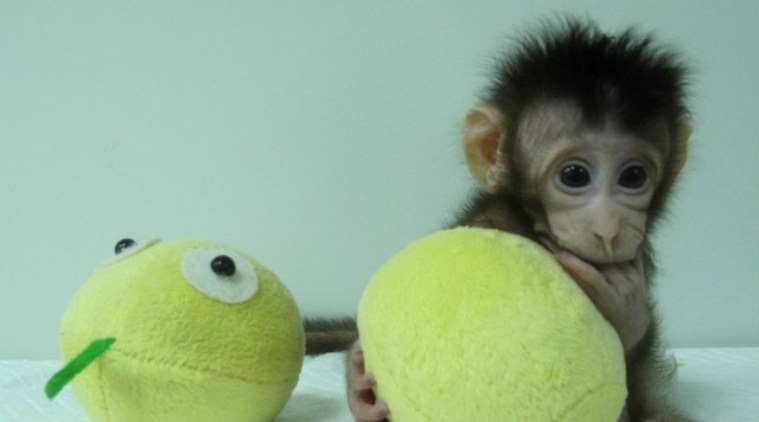 Monkey cloning, scientists clone monkeys, Chinese Academy of Sciences Institute of Neuroscience, long-tailed macaques, Dolly the sheep, Zhong Zhong, Hua Hua, bioscience, DNA, cell nucleus
