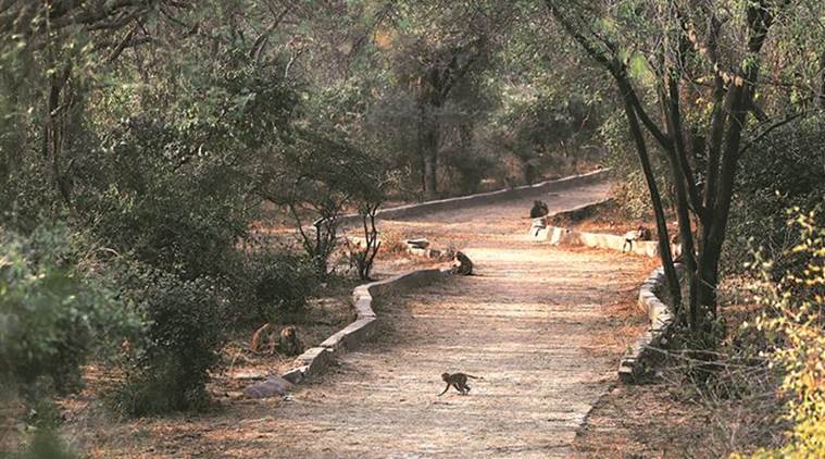 Karnataka govt plans monkey park in Shivamogga, wildlife activists oppose  idea | Cities News,The Indian Express