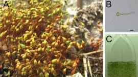 Heavy water cleaning, moss water purification, RIKEN Center for Sustainable Resource Science, wastewater cleaning, photoremediation, protonema, aqueous solutions