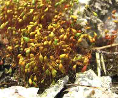 Heavy water cleaning, moss water purification, RIKEN Center for Sustainable Resource Science, wastewater cleaning, photoremediation, protonema, aqueous solutions