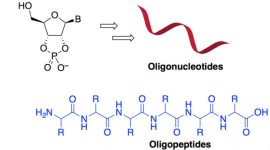 Early life, chemical reactions, The Scripps Research Institute, citric acid cycle, biological molecules, fundamental reactions, aerobic organisms, amino acids