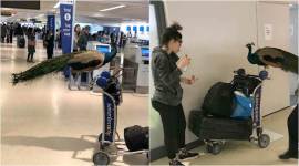 peacock, emotional supporter peacock, a woman carries her emotional supporter peacock, united airlines denis woman's emotional supporter peacock