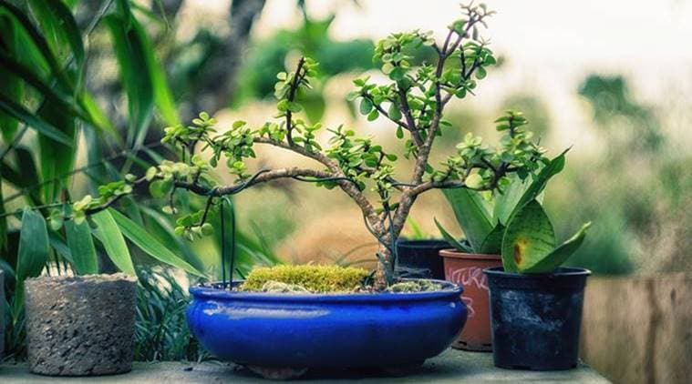 Best Ways To Decorate Your Space With Plants Lifestyle News The Indian Express