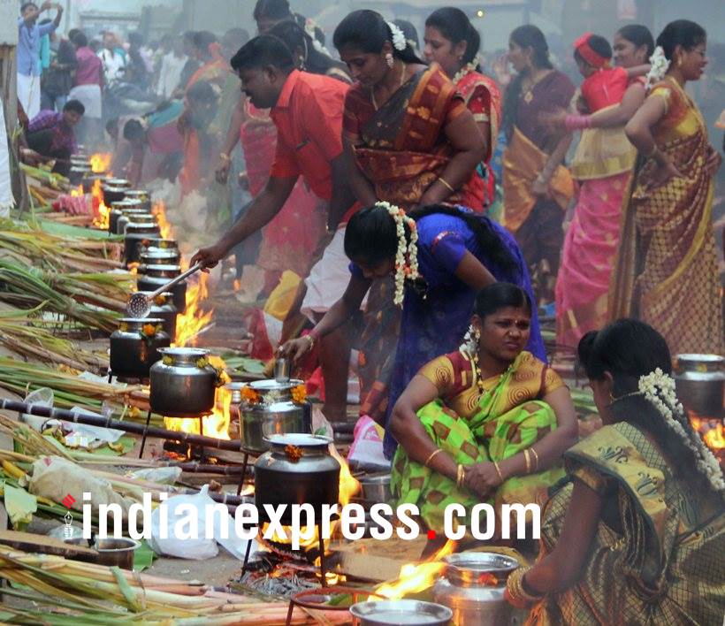 makar sankranti, pongal, makar sankranti pictures, pongal photos, makar sankranti 2018 photos, pongal photos, indian express, indian express news
