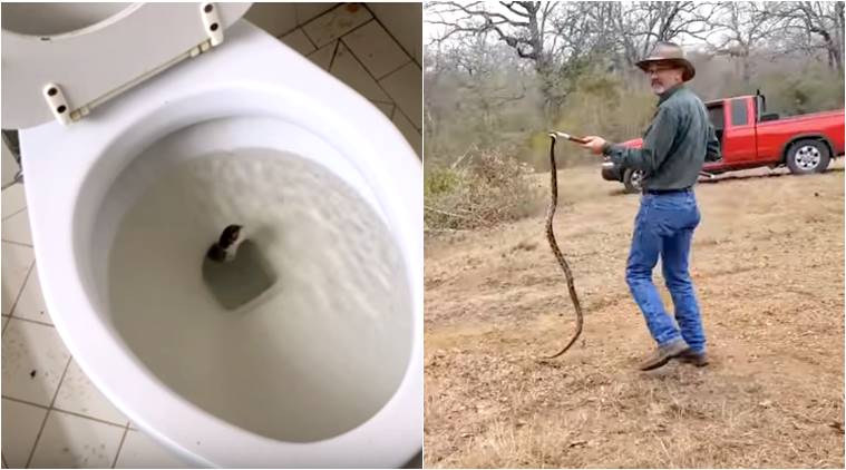 run a snake through toilet