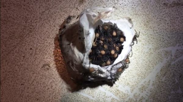 spider video, baby spiders in a sack, spider sack video, baby spider sack video, viral videos,