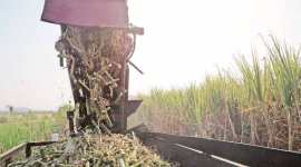 U-turn: No welfare board, but a scheme for sugarcane farmers for now, says Maharashtra Labour Department