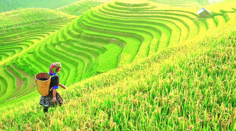 Across the Paddy Fields | The Indian Express